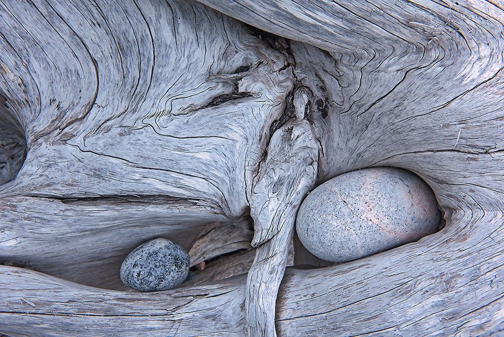 Canada-Ontario-Marathon Rocks in driftwood on Pebble Beach
